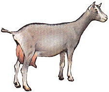 
Milking goat: Toggenberg.
